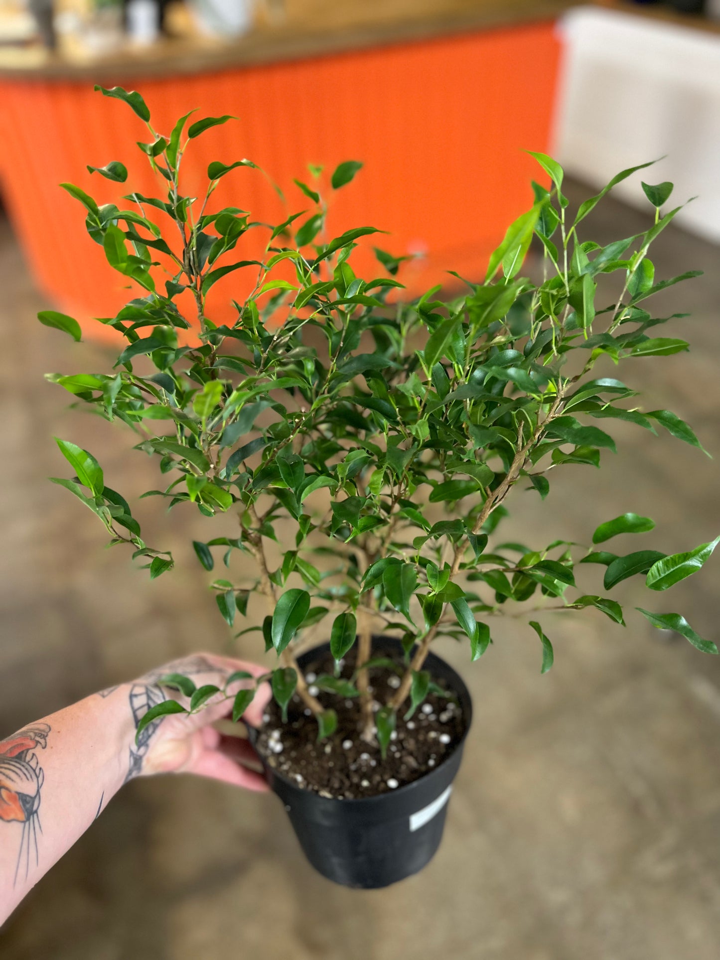 Ficus Benjamina Bush