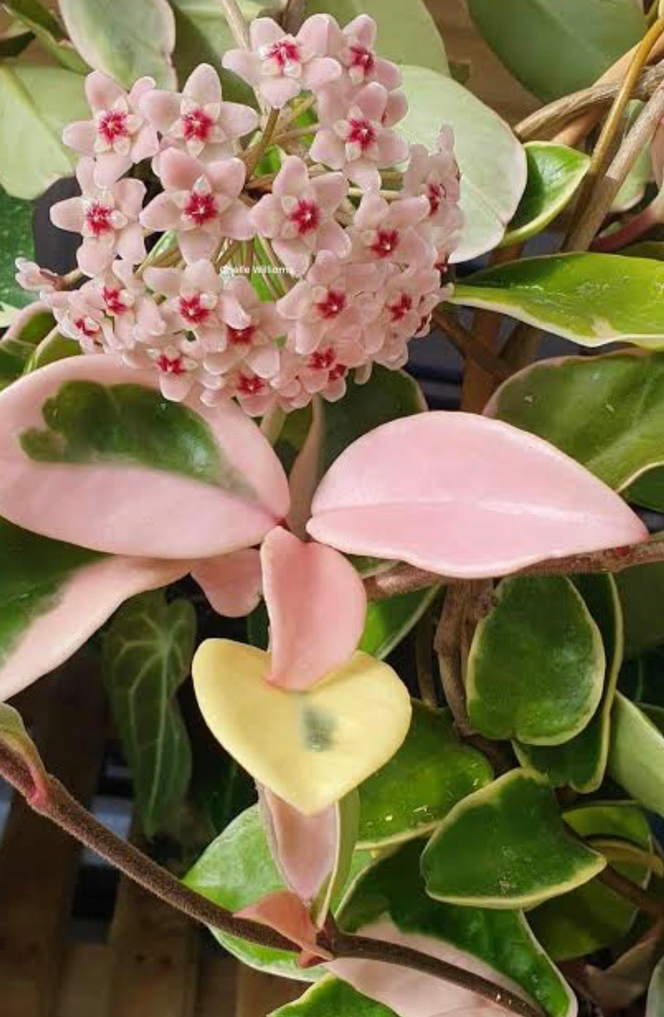 Hoya Krimson Queen