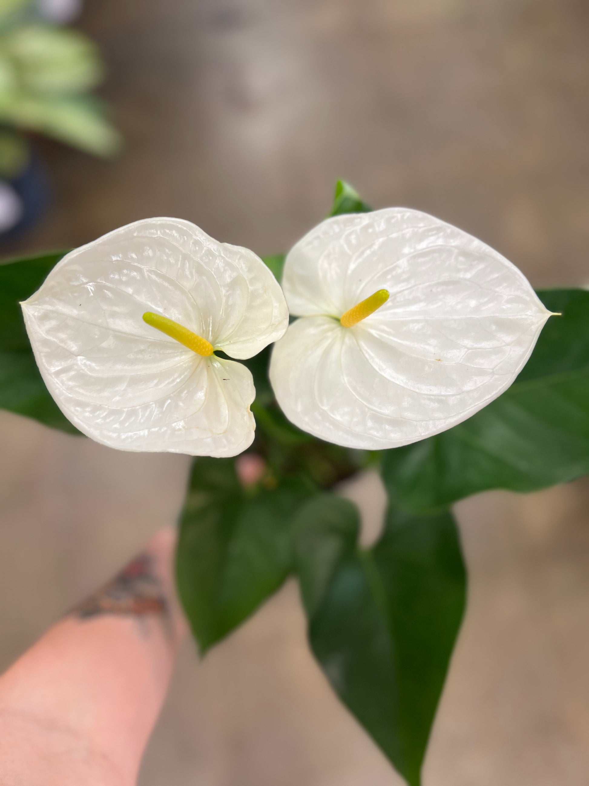 anthurium blanc entretien Anthurium Blanc – jungleroseinc