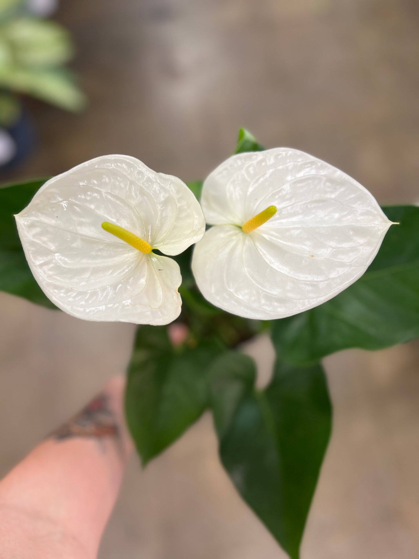 Anthurium Blanc