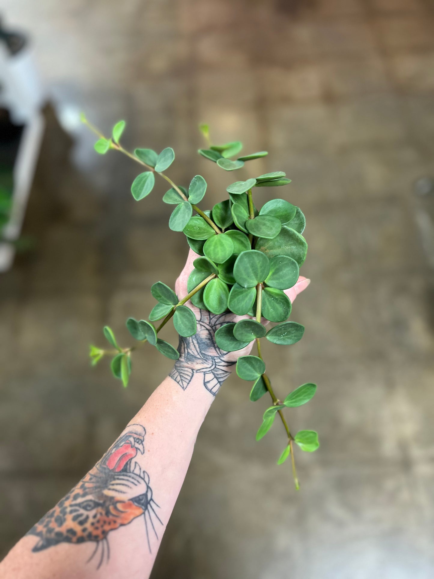 Peperomia hope