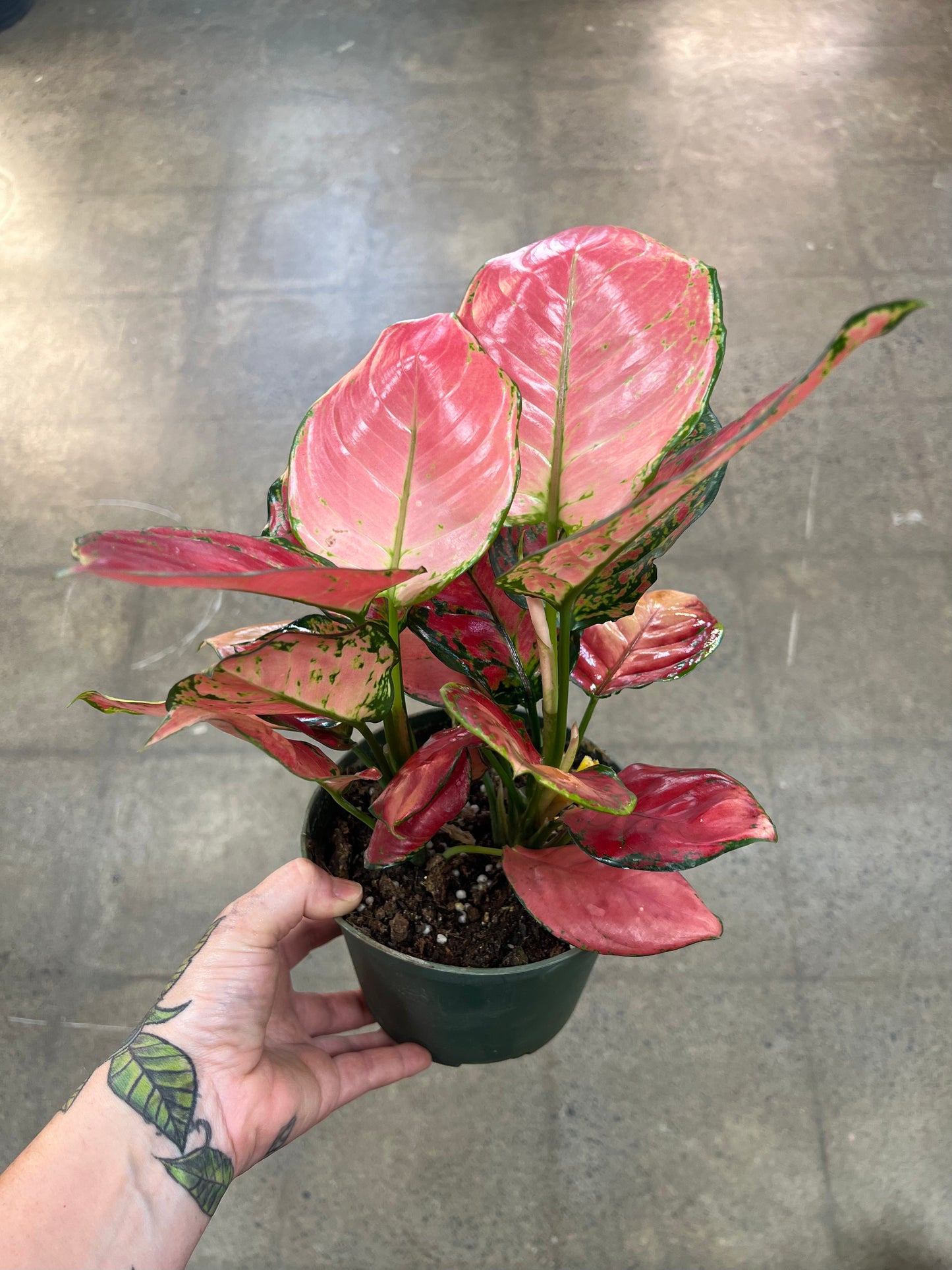 Aglaonema Ruby Ray
