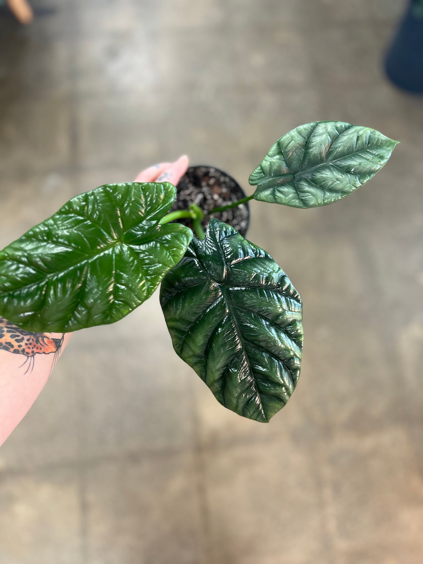 Alocasia Rumpelstiltskin