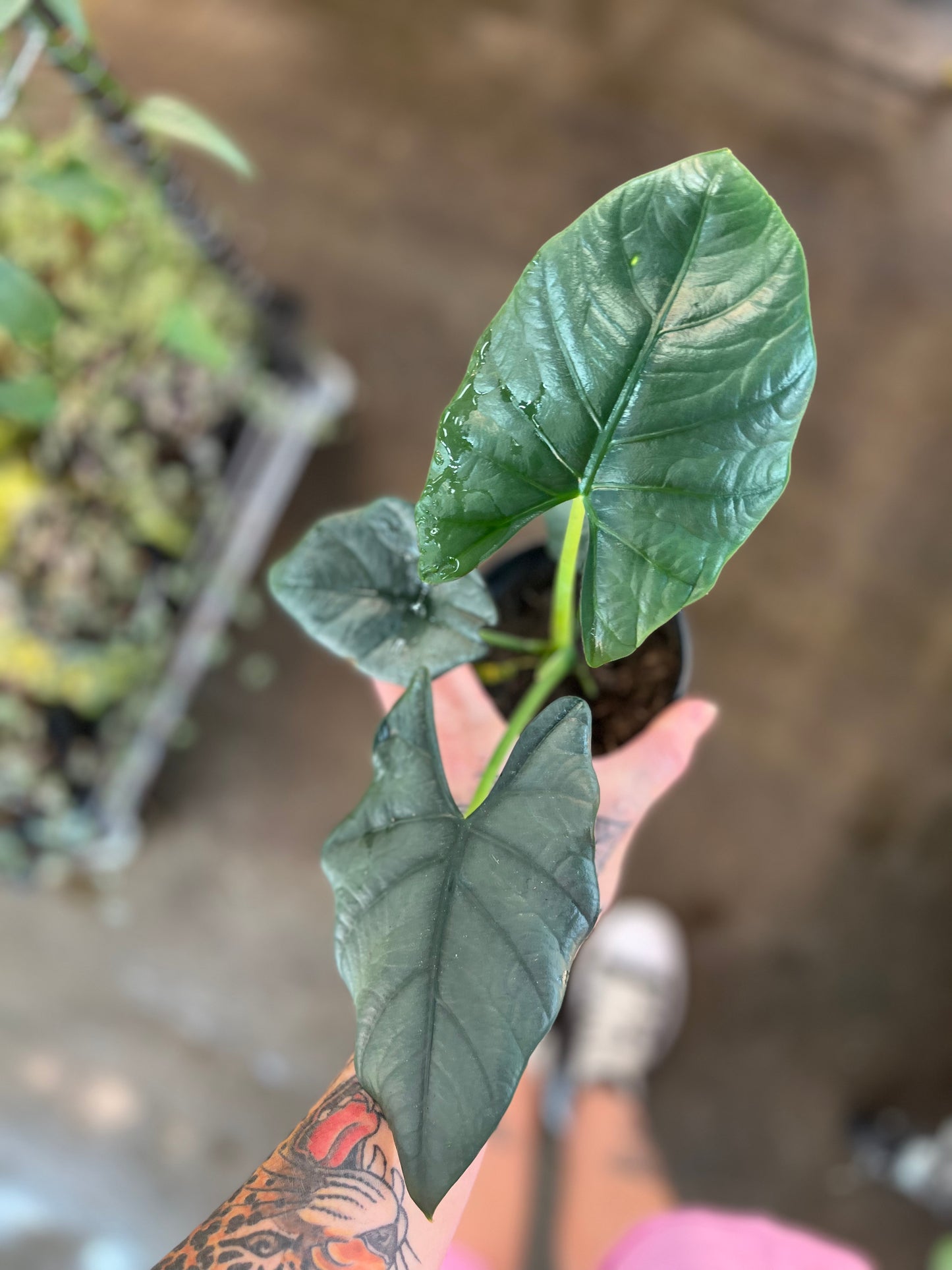 Alocasia Reginae Dark Miri