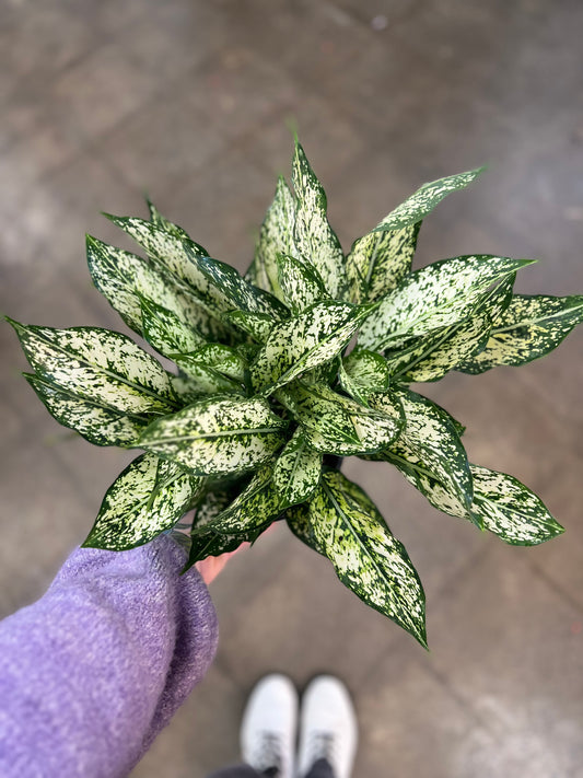 Aglaonema Spring Snow