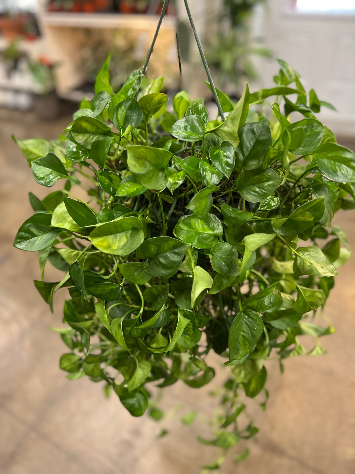 Pothos Camouflage – jungleroseinc