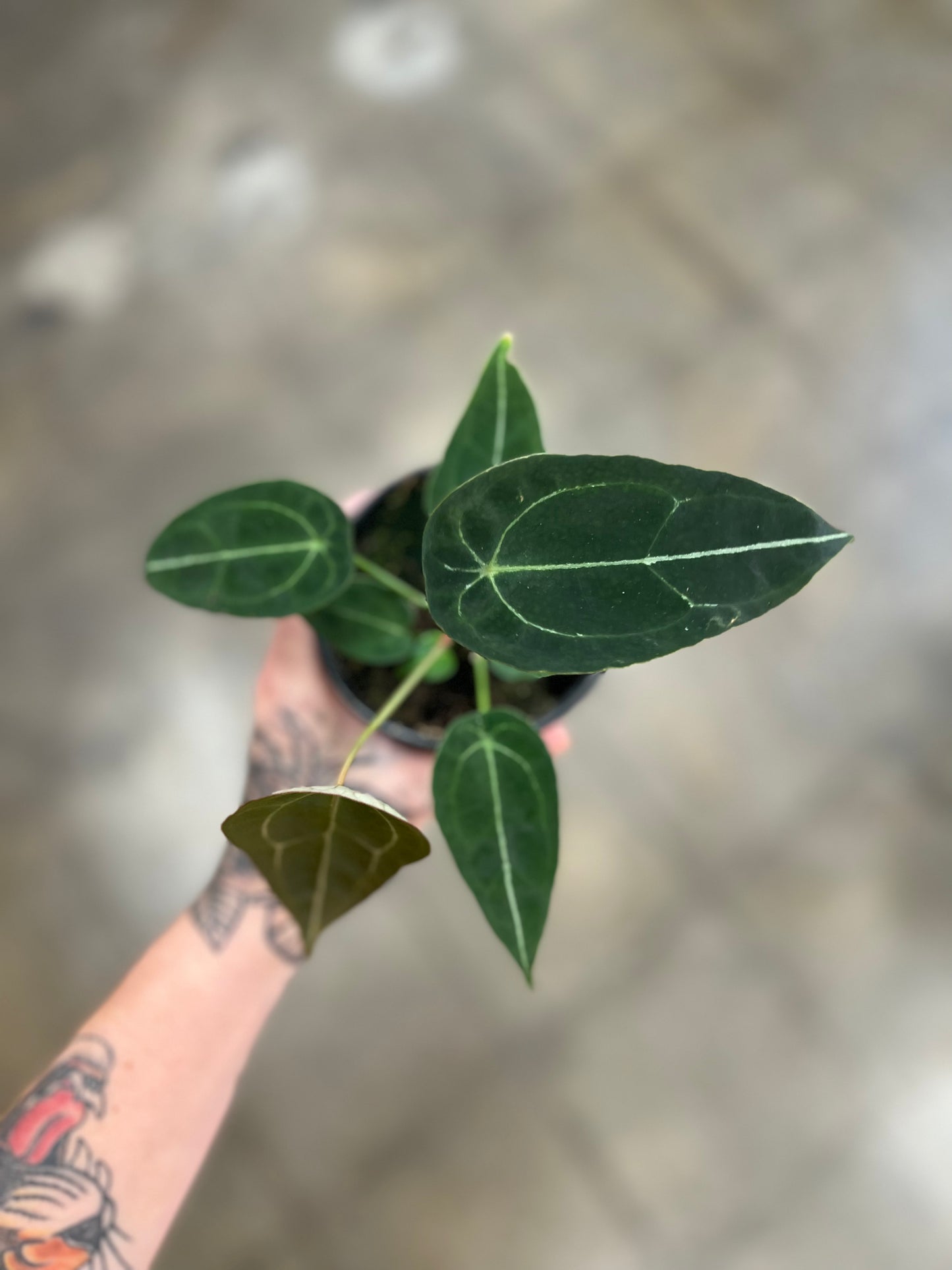 Anthurium Forgetii