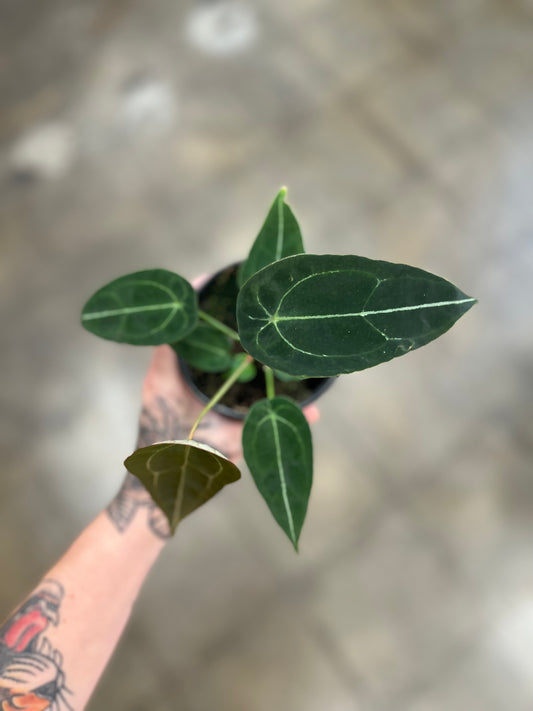 Anthurium Forgetii