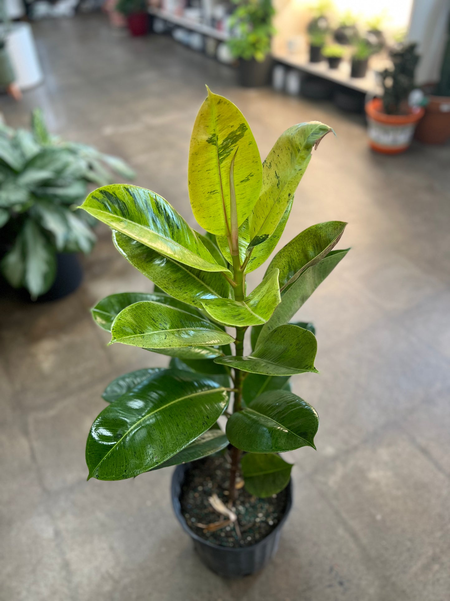 Ficus Shivereana Moonshine