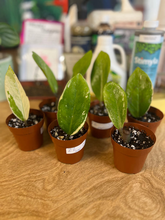 Zamioculcas Zamifolia Variegated