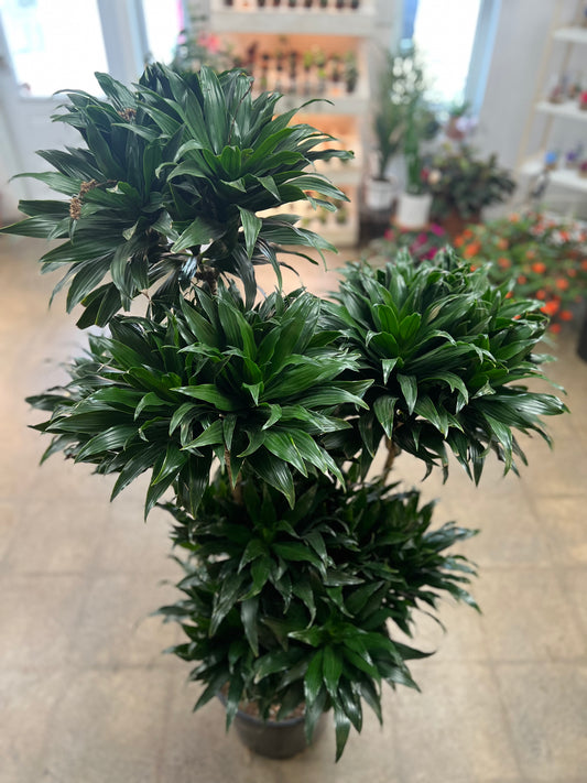 Dracaena Janet Craig Compacta Pom Pom