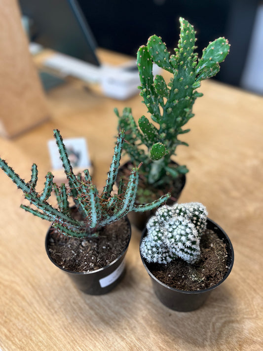 Cactus asst.