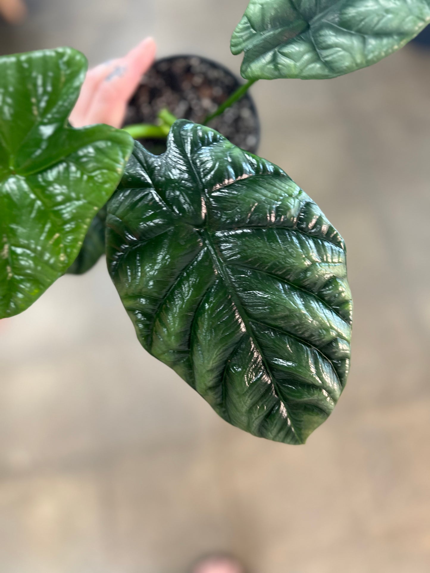 Alocasia Rumpelstiltskin