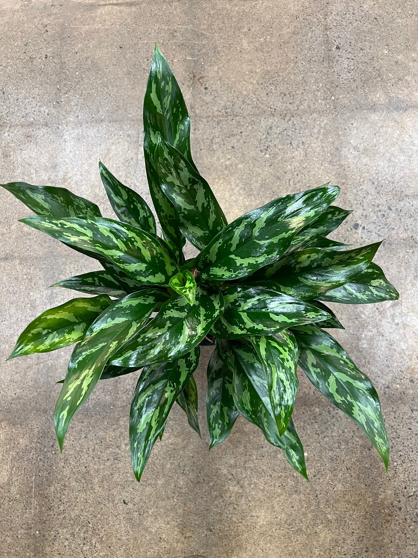aglaonema tigress vs maria Aglaonema Tigress