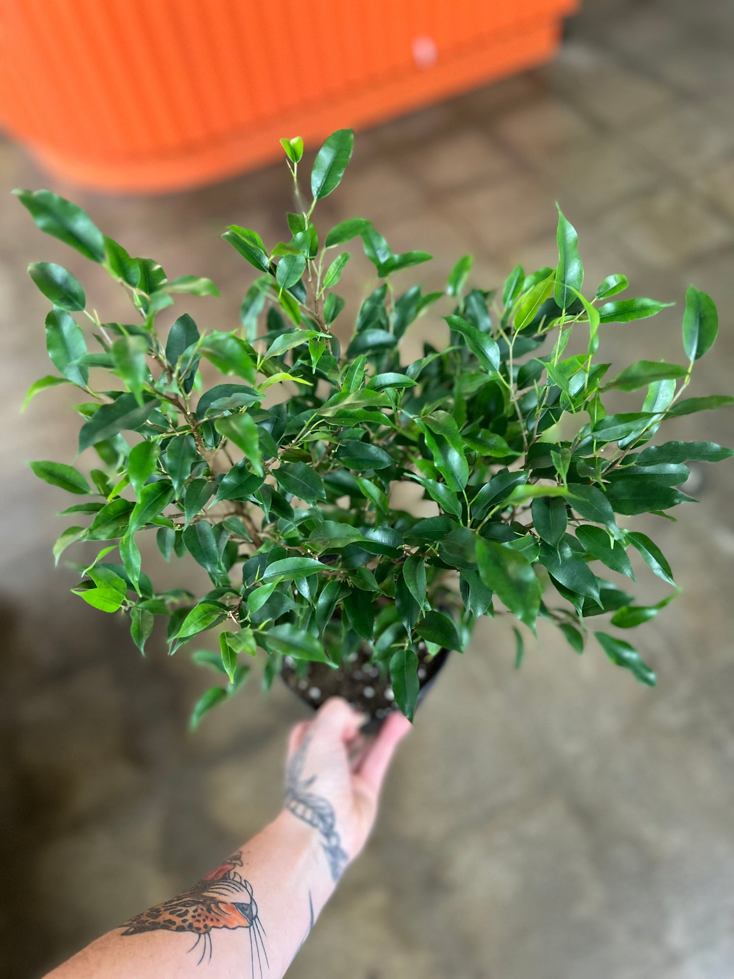 Ficus Benjamina Bush