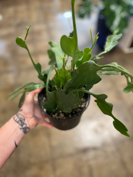 Cactus Epiphyllum