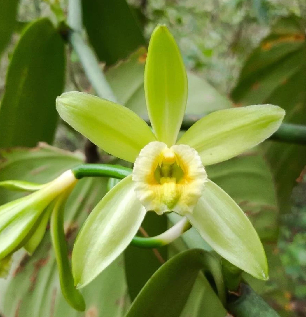 Vanilla Planifolia