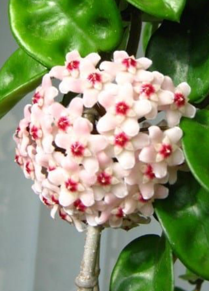 Hoya Krinkle