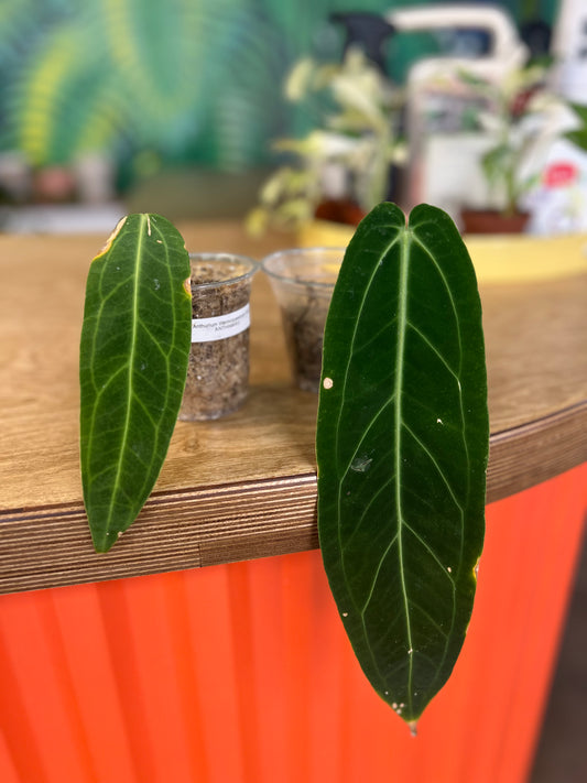 Anthurium Warocqueanum