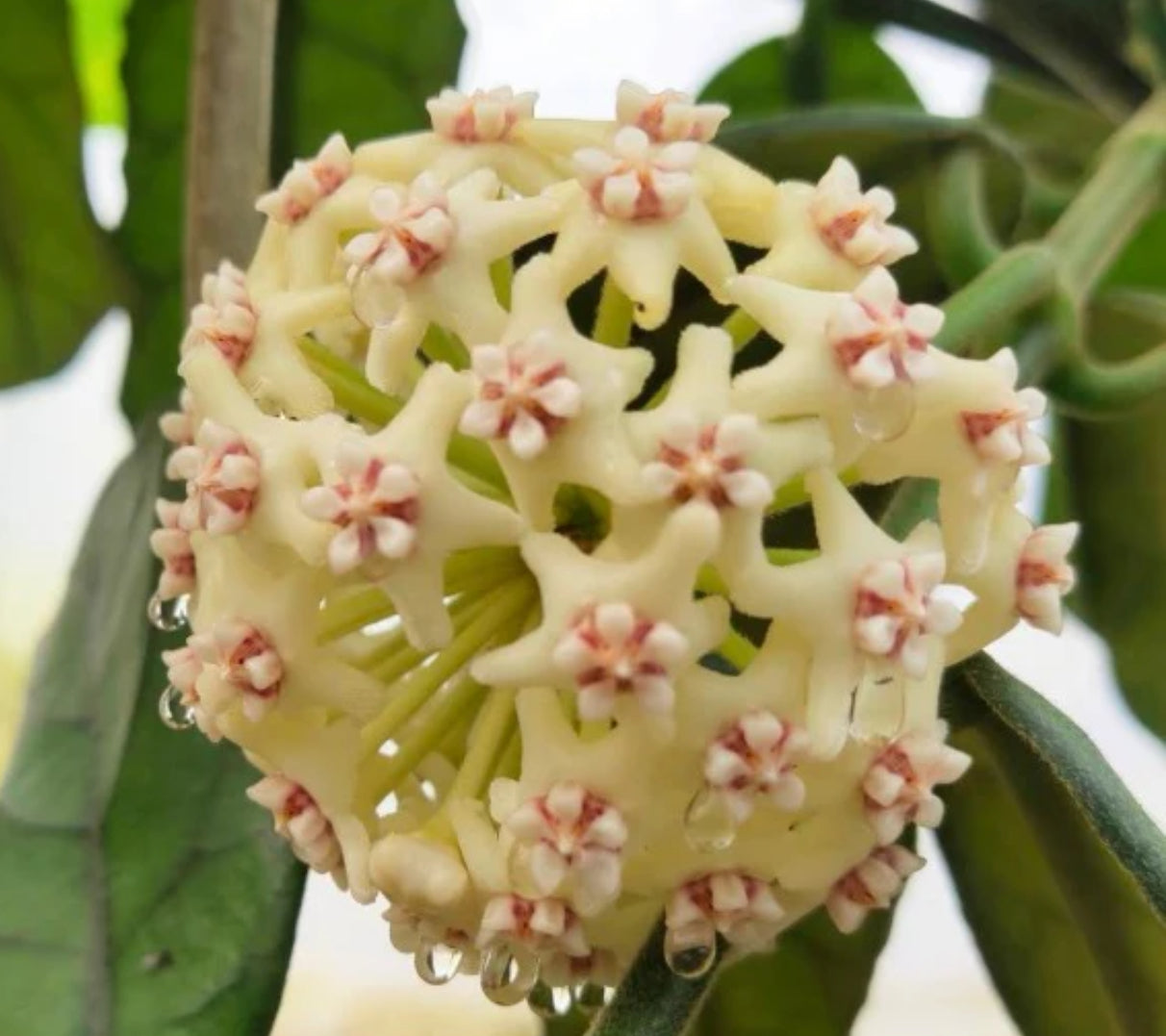 Hoya Villosa