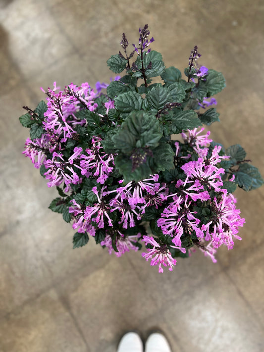 Plectranthus Mona