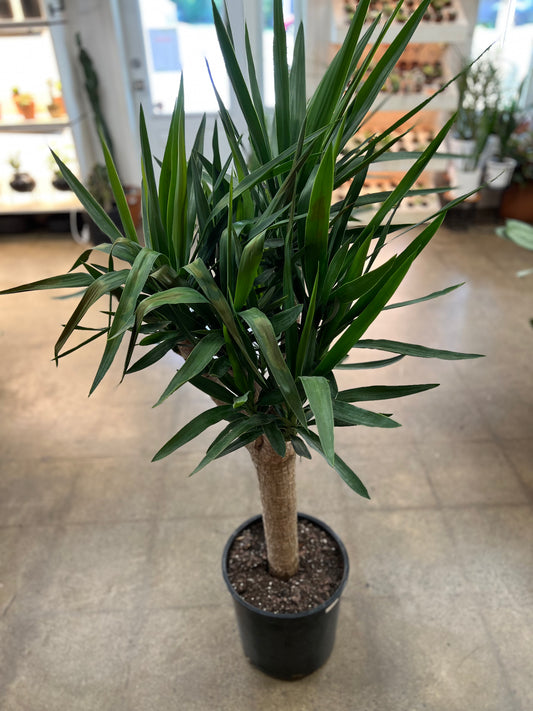 Yucca Branch