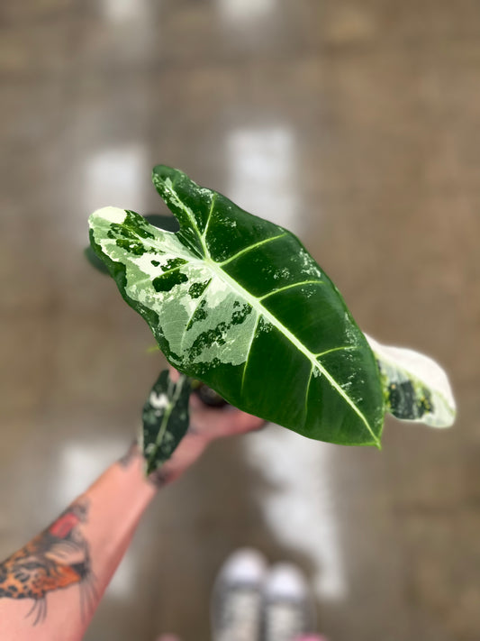 Alocasia Frydek Panaché