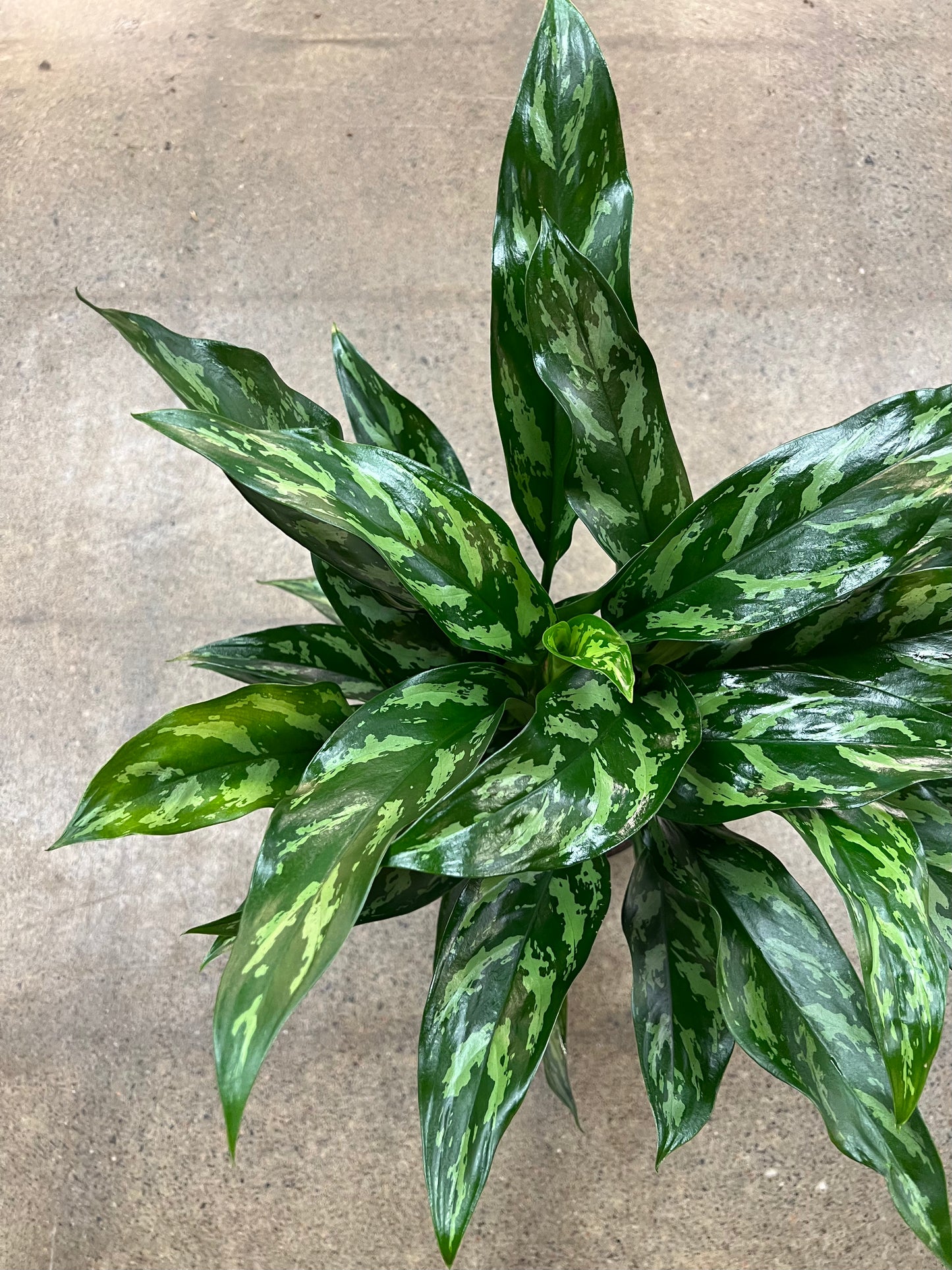 Aglaonema Tigress