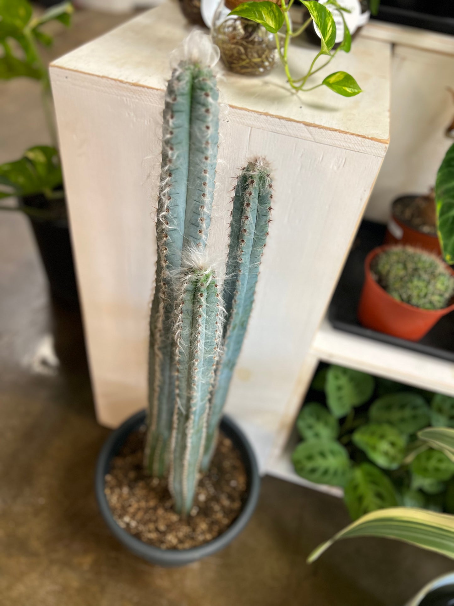 Cereus