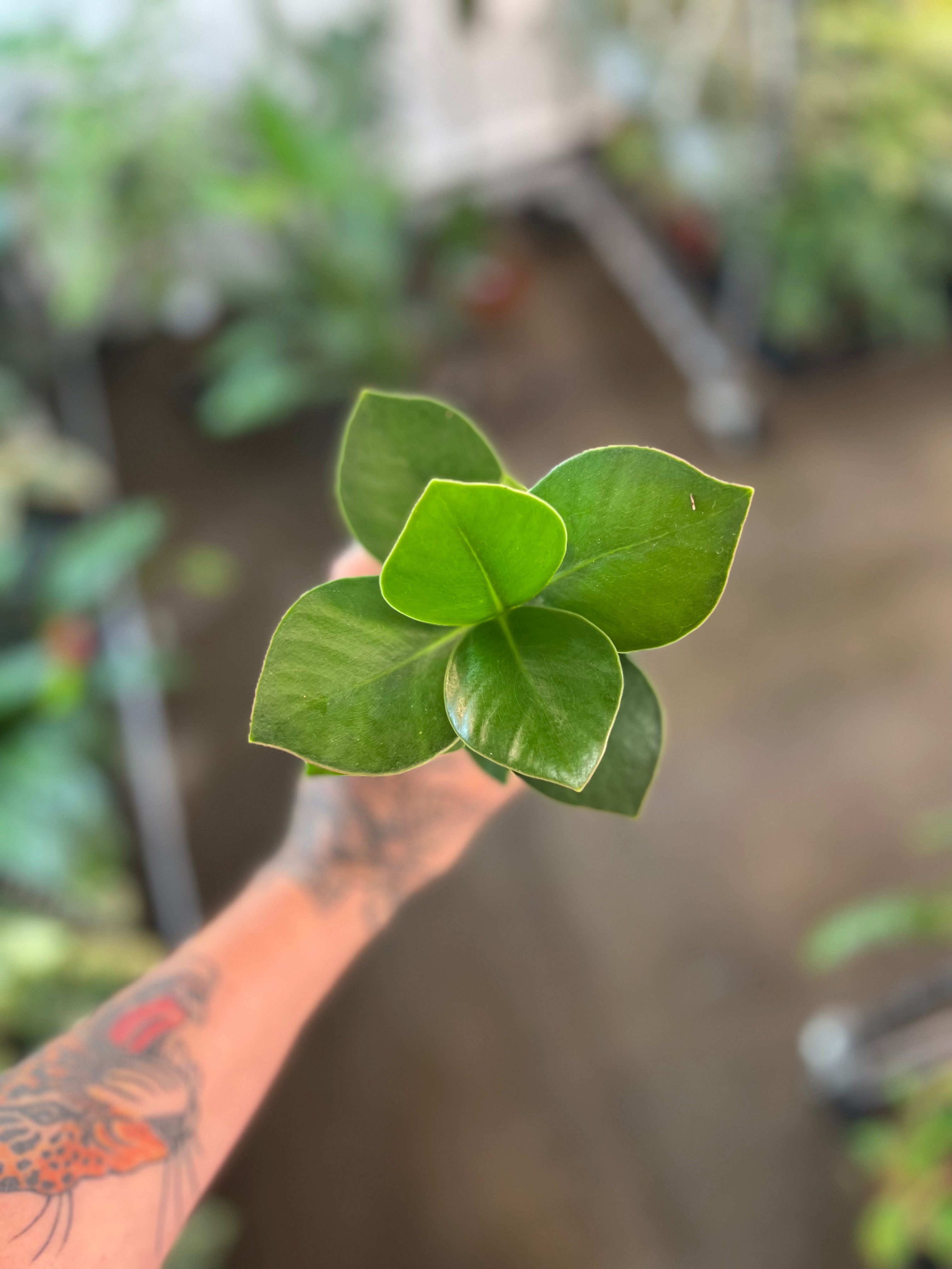 Clusia Princess jungleroseinc