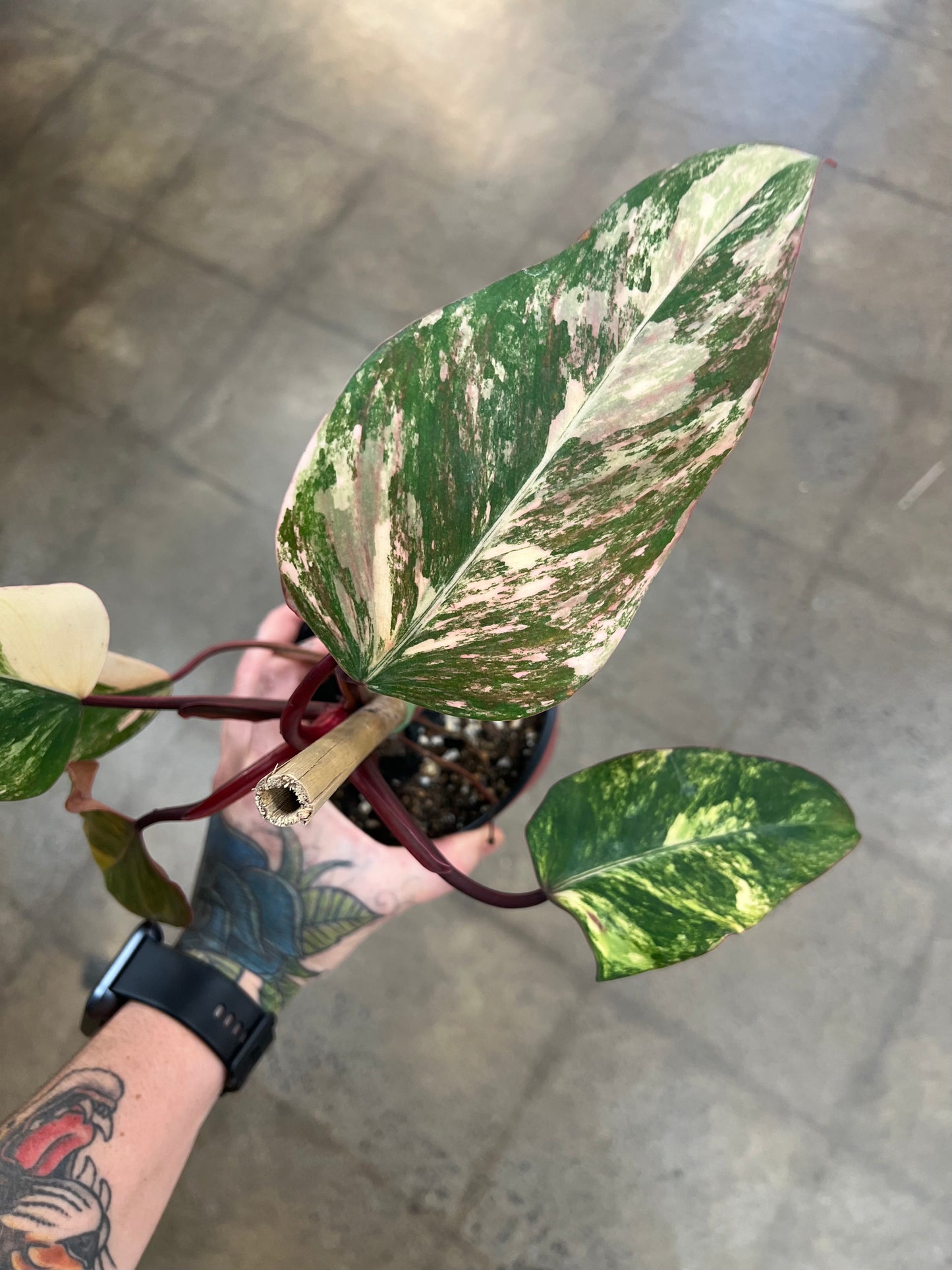 Philodendron Strawberry Shake