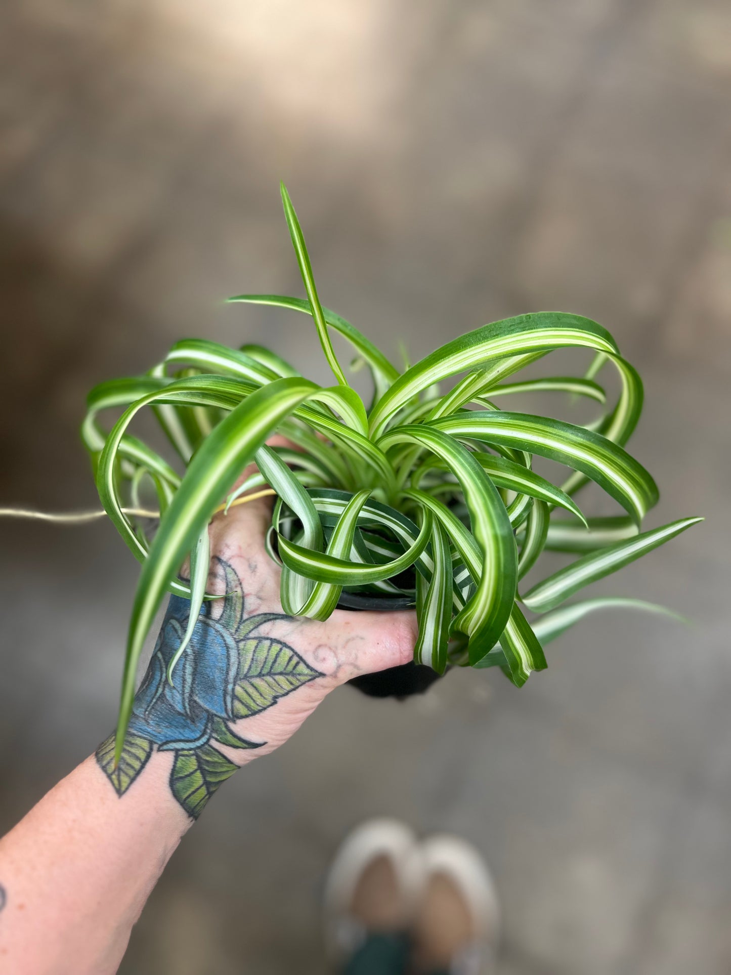 Chlorophytum Bonnie Curly