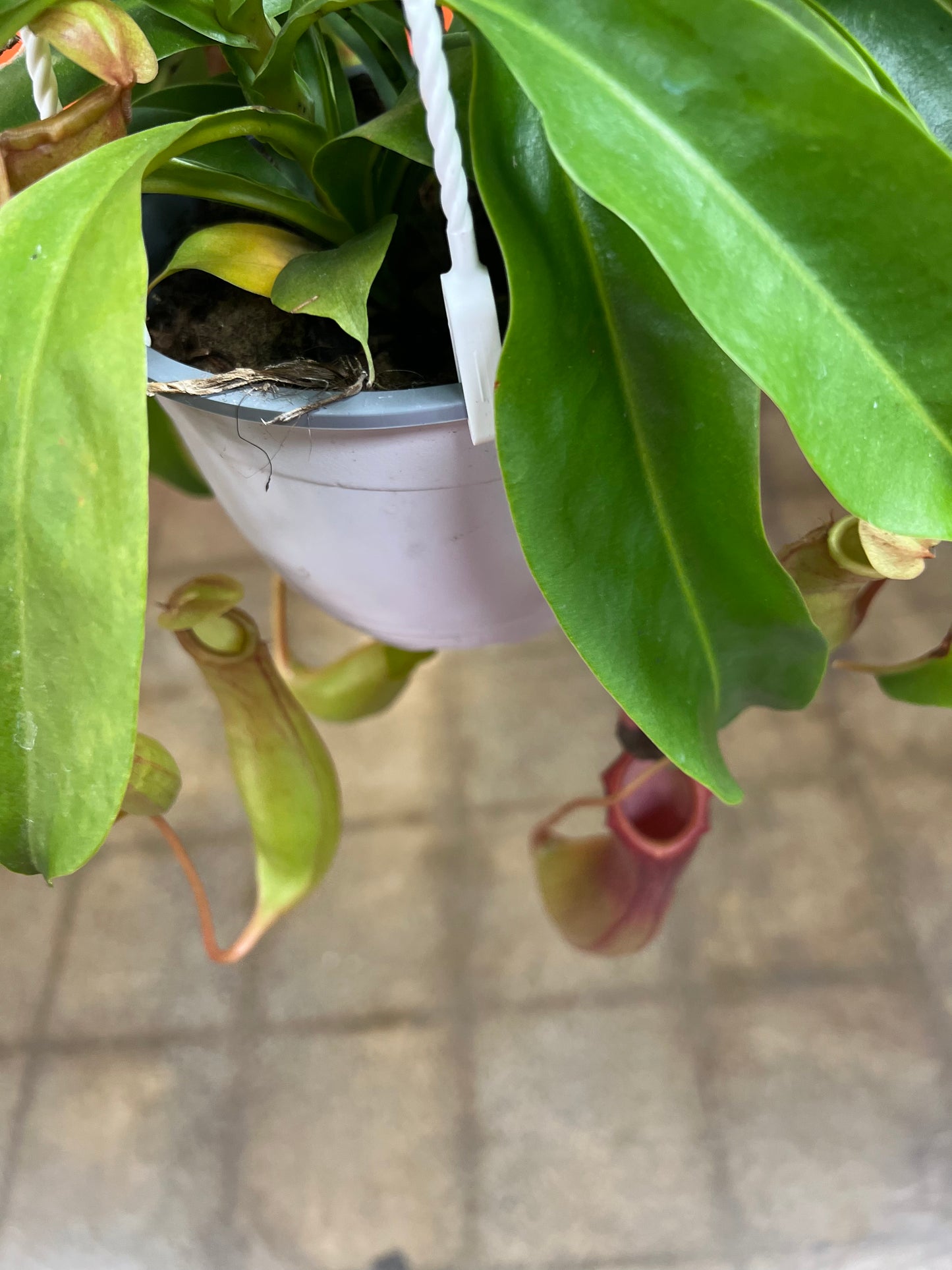 Nepenthes Alata