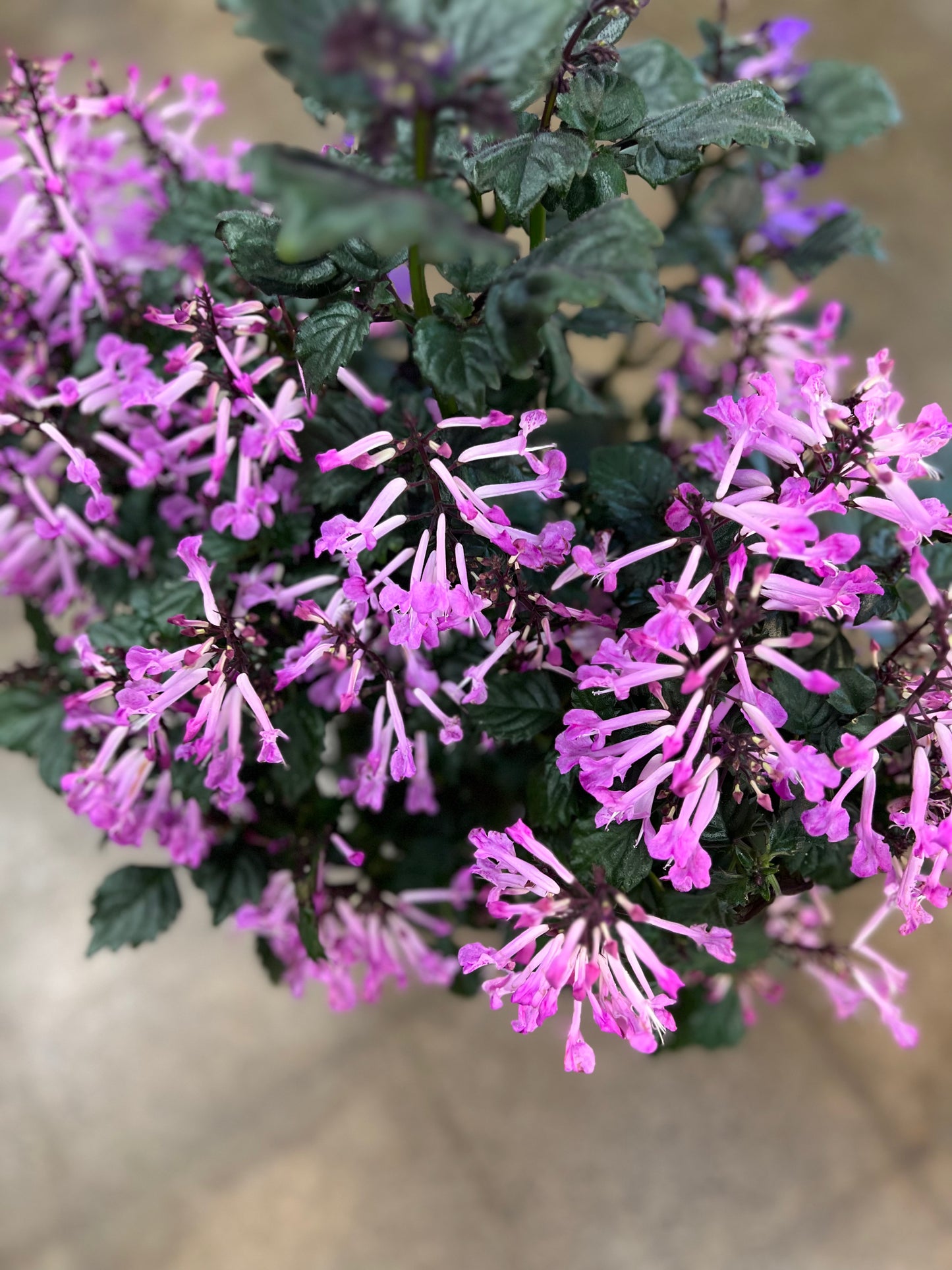 Plectranthus Mona