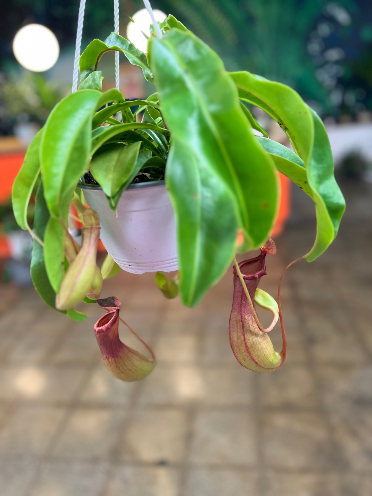 Nepenthes Alata