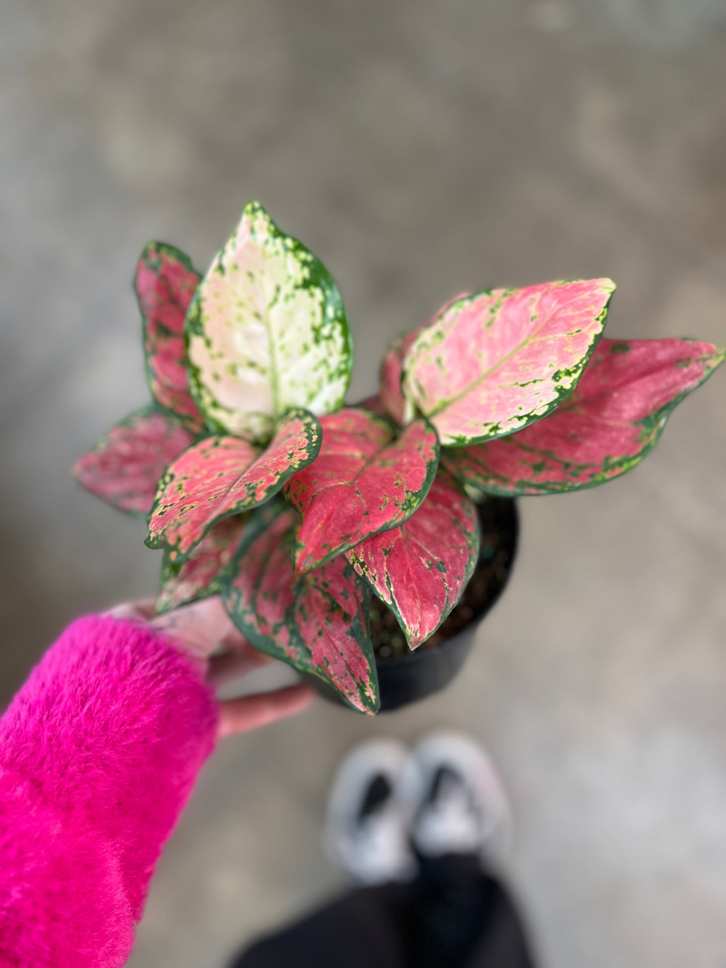 Aglaonema Very Red