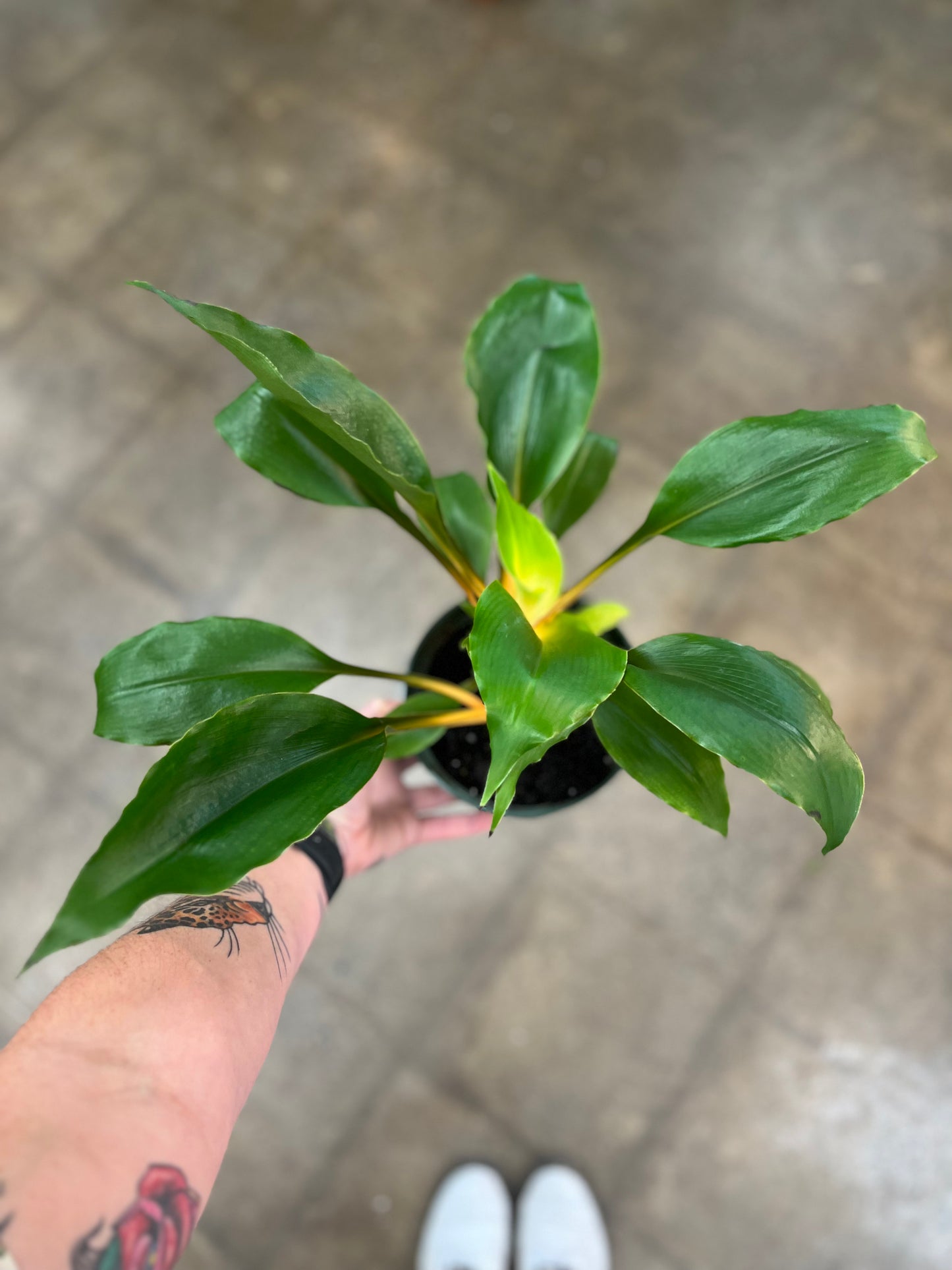 Chlorophytum Mandarin Orange