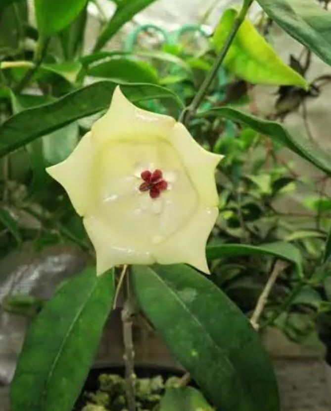 Hoya Wallichii
