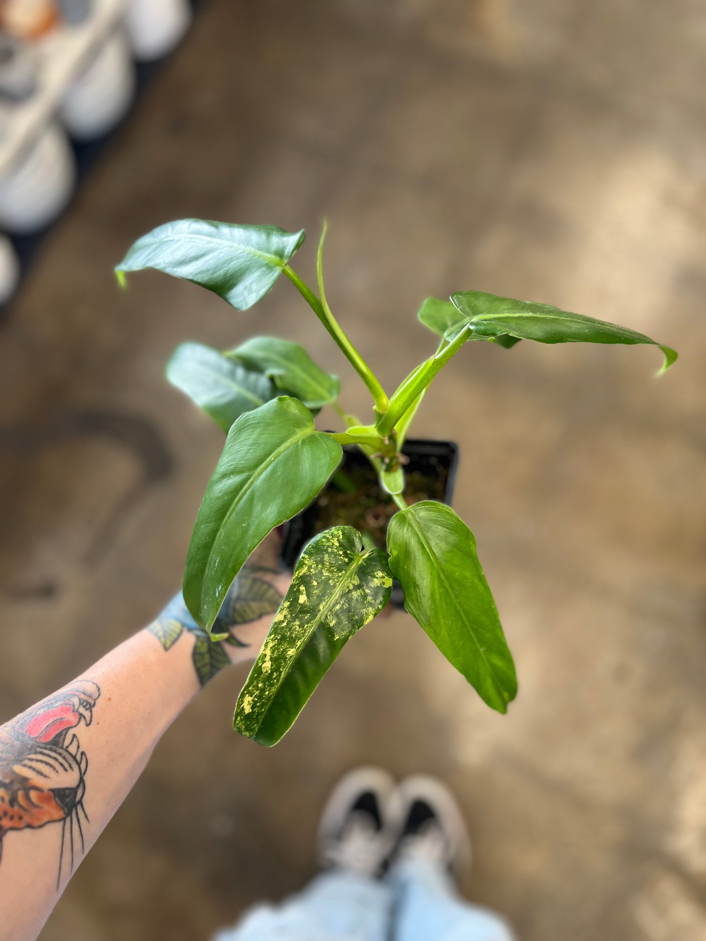 Philodendron Domesticum