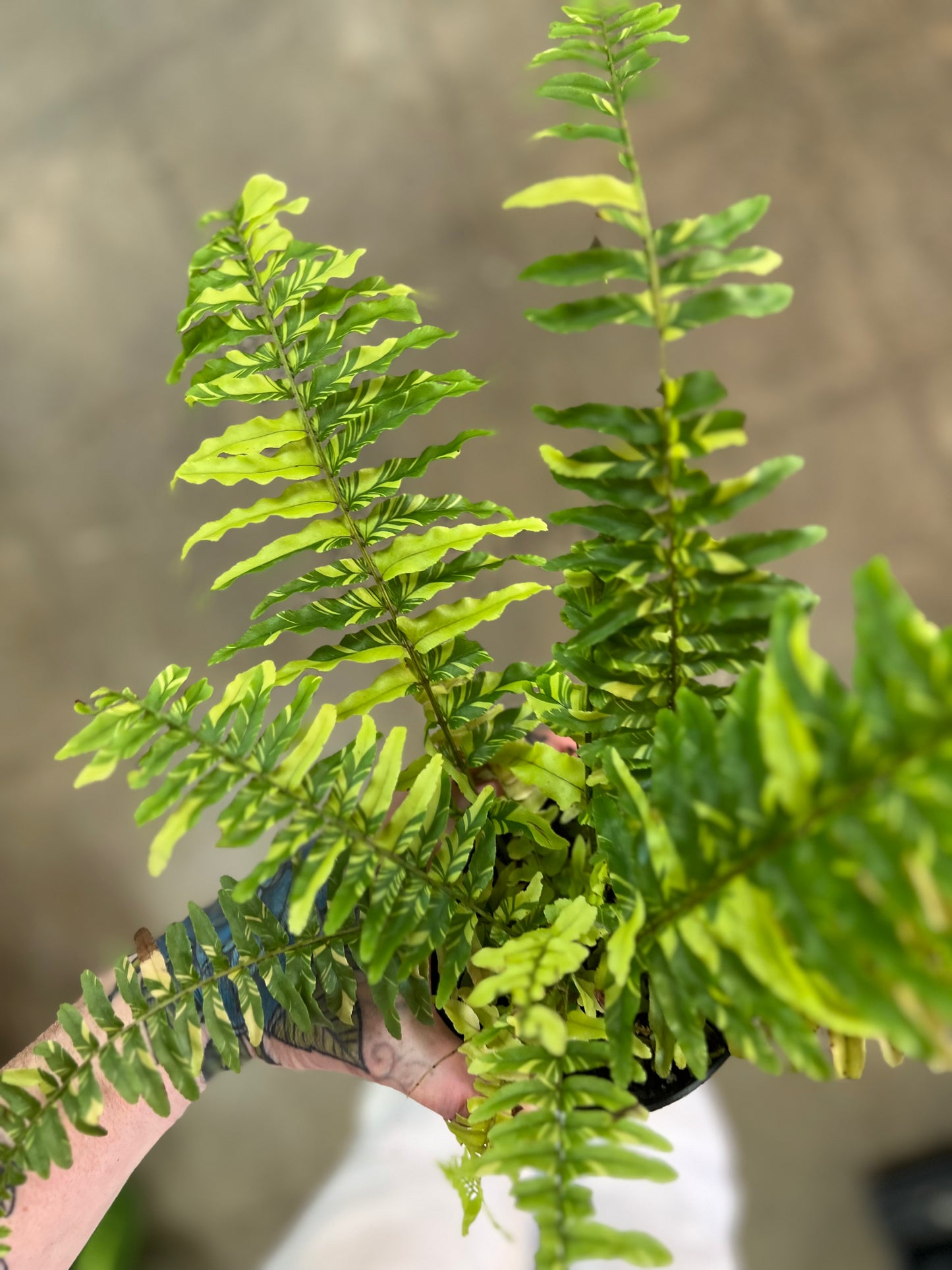 Fern Tiger