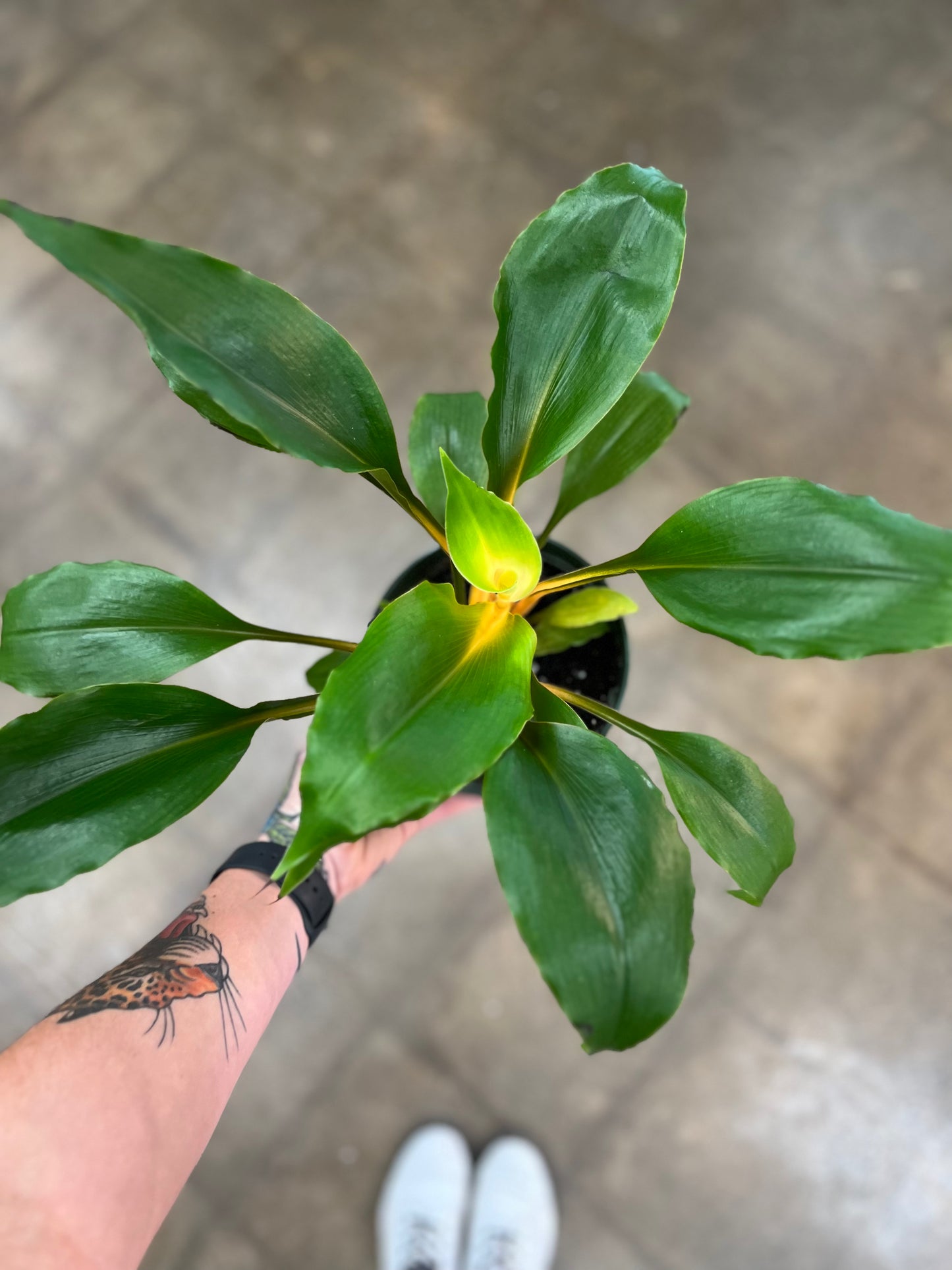 Chlorophytum Mandarin Orange