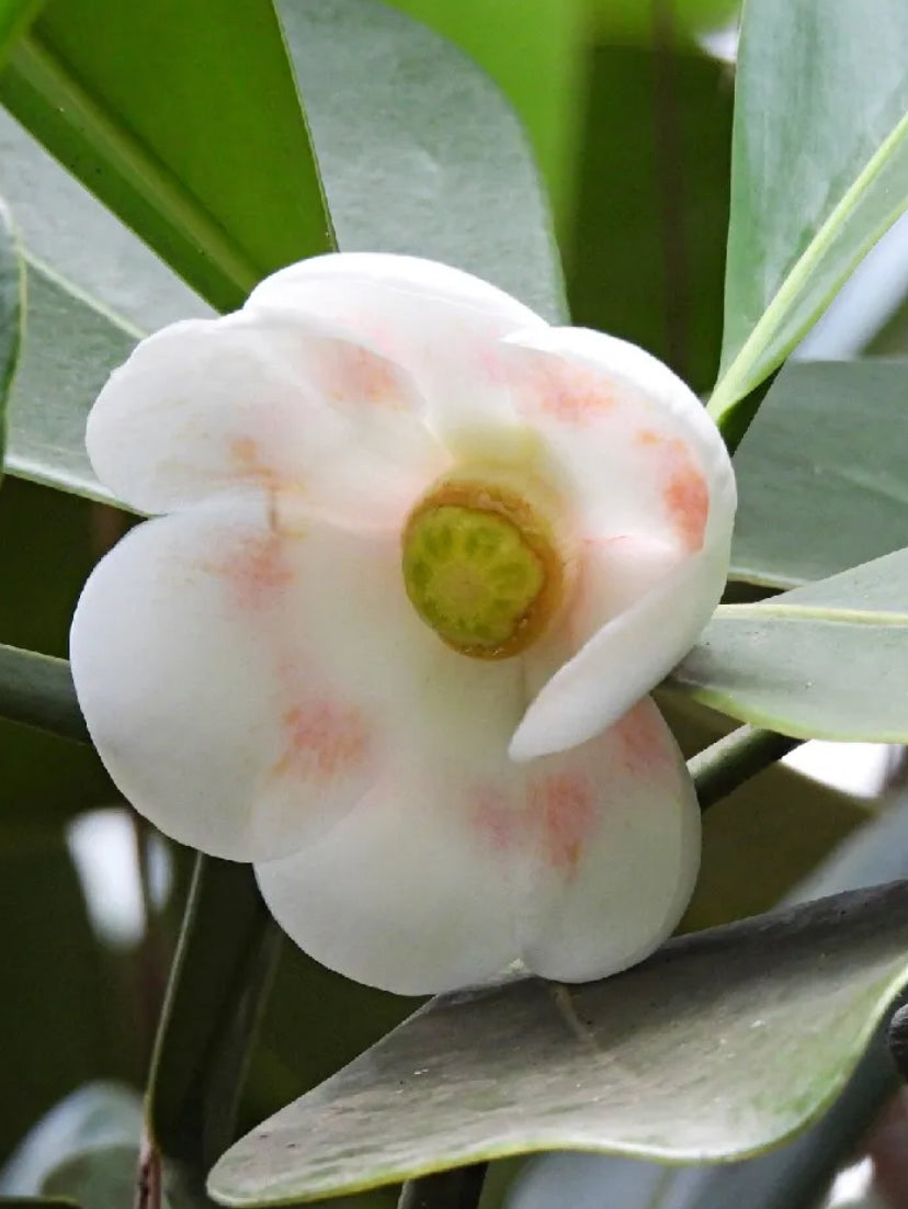 Clusia Princess Autograph