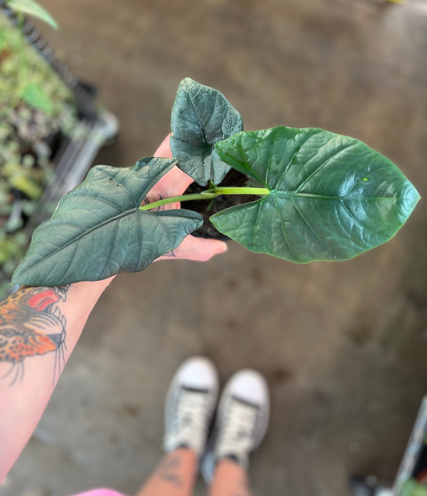 Alocasia Reginae Dark Miri