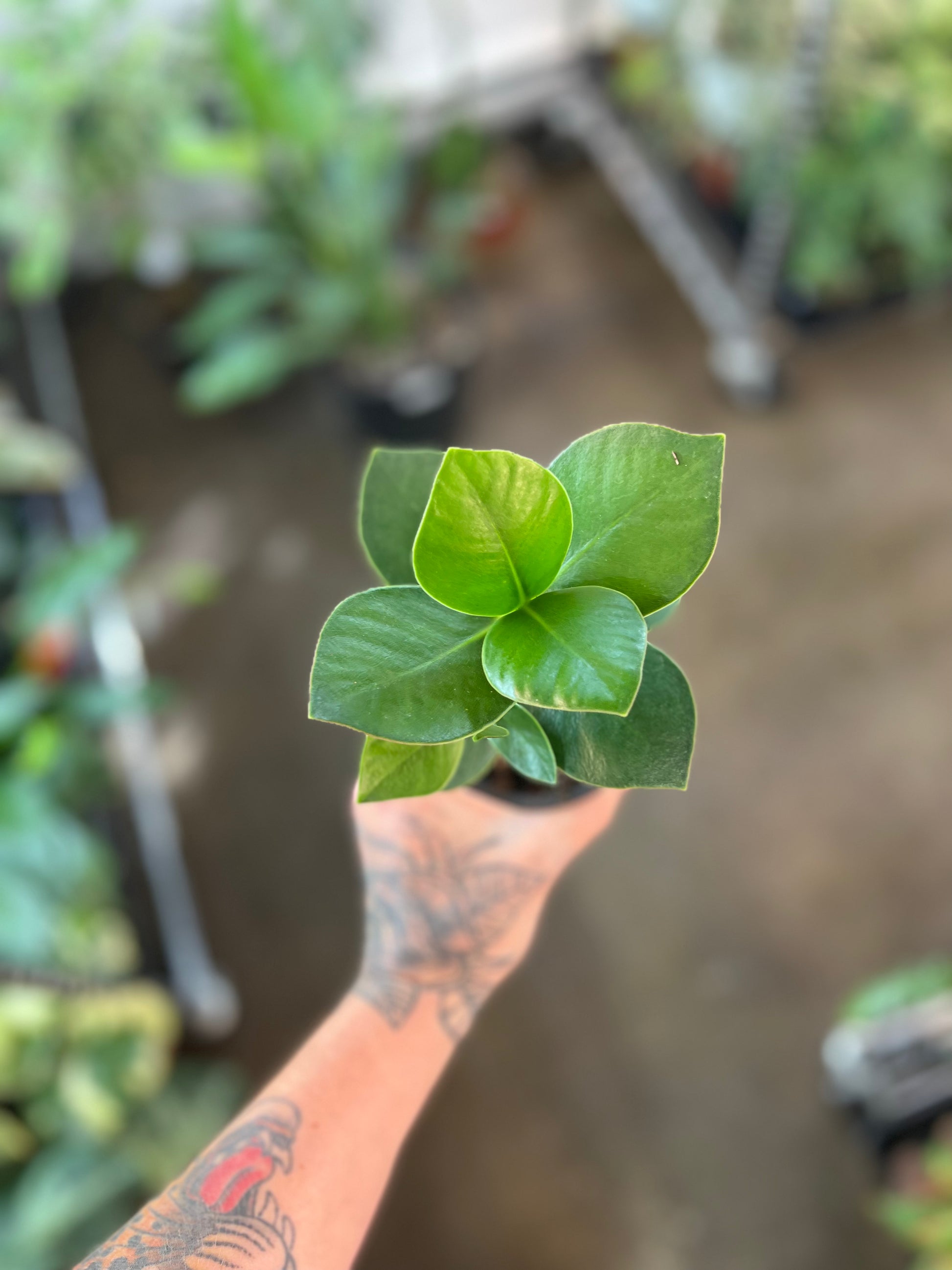 Clusia Princess jungleroseinc