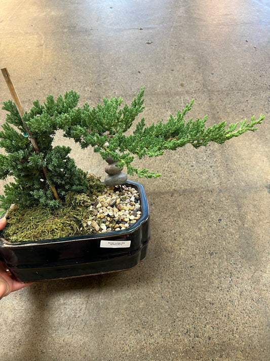 Bonsaï Juniper