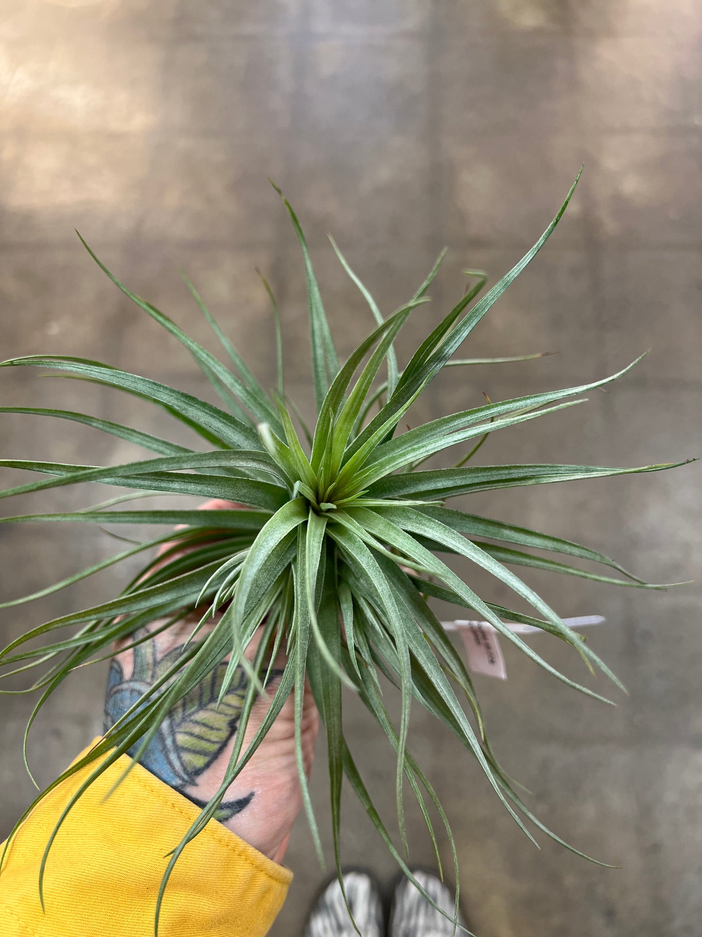 Tillandsia Hybrid 85