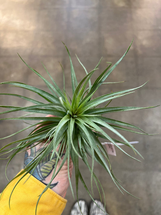 Tillandsia Hybrid 85