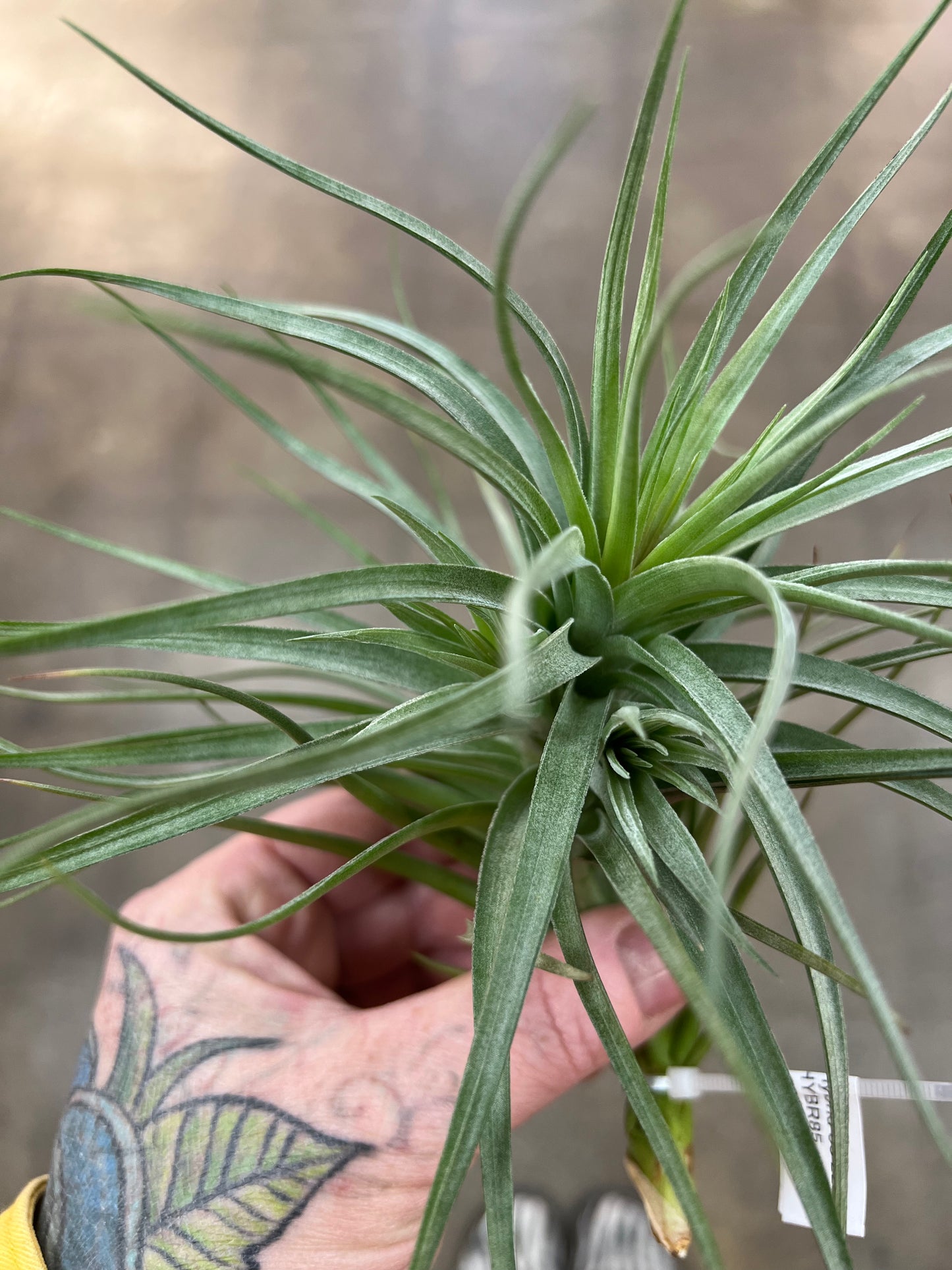 Tillandsia Hybrid 85