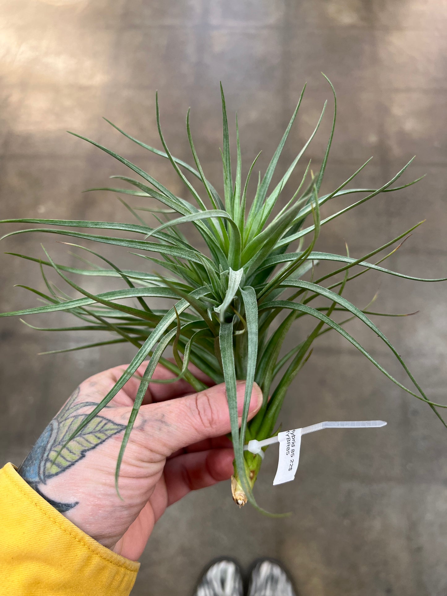 Tillandsia Hybrid 85