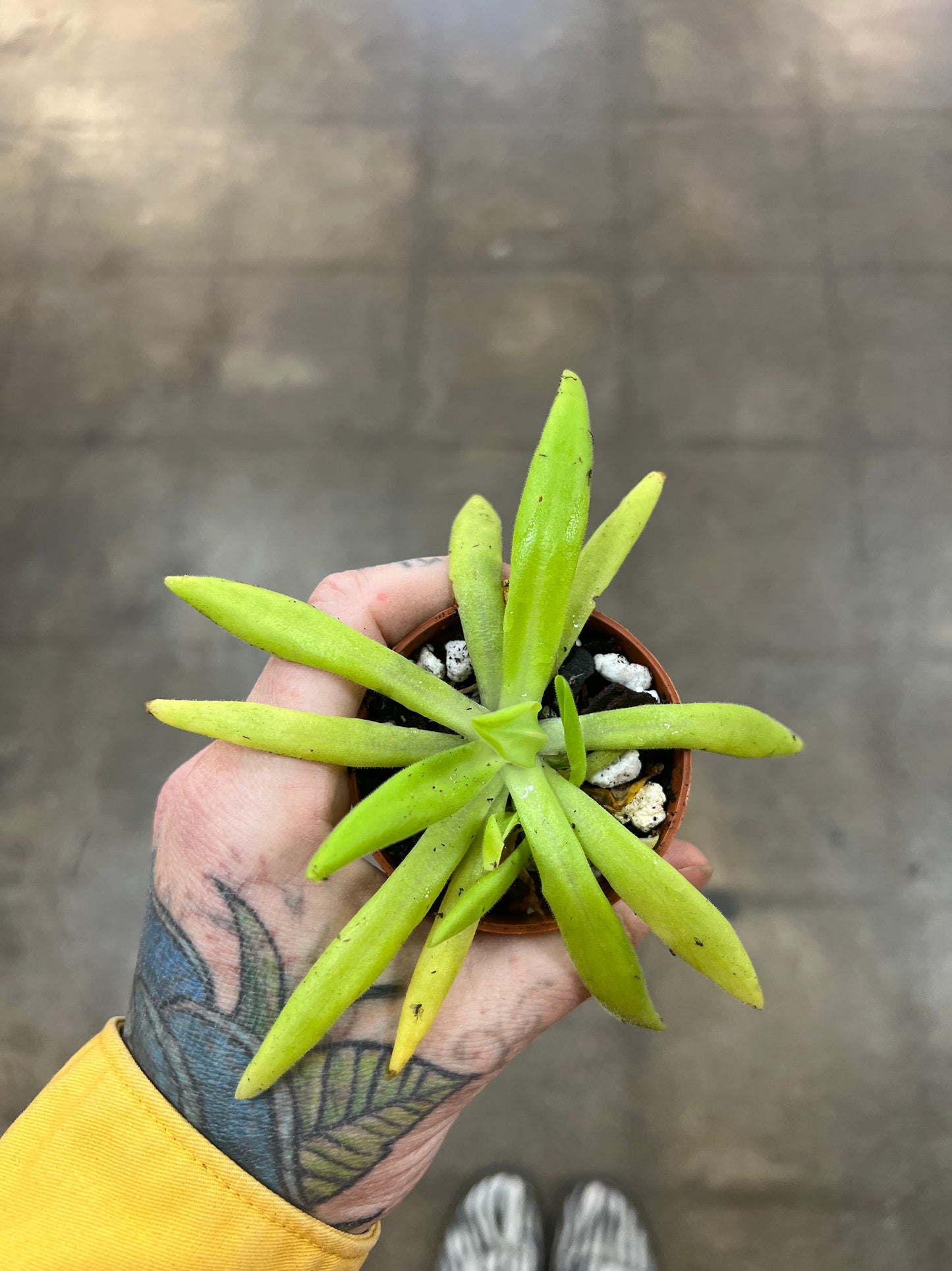 Pinguicula Pink Moon Bob Beer